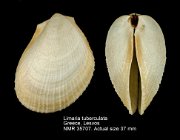 Limaria tuberculata (2)